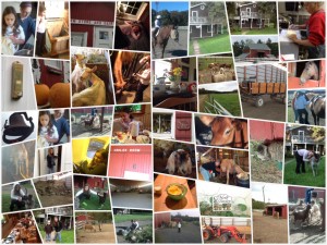 farm-stay-collage